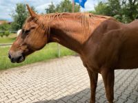 Reitbeteiligung - Dieser junge Mann sucht Beschäftigung ❤️ Bayern - Prien Vorschau