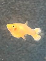 Guppy Platinum White/Gold. Nordrhein-Westfalen - Mettmann Vorschau