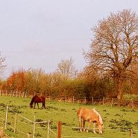 Zwei Stuten suchen Reitbeteiligungen Schleswig-Holstein - Maasbüll Vorschau