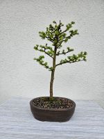 Bonsai Lärche Niedersachsen - Ritterhude Vorschau