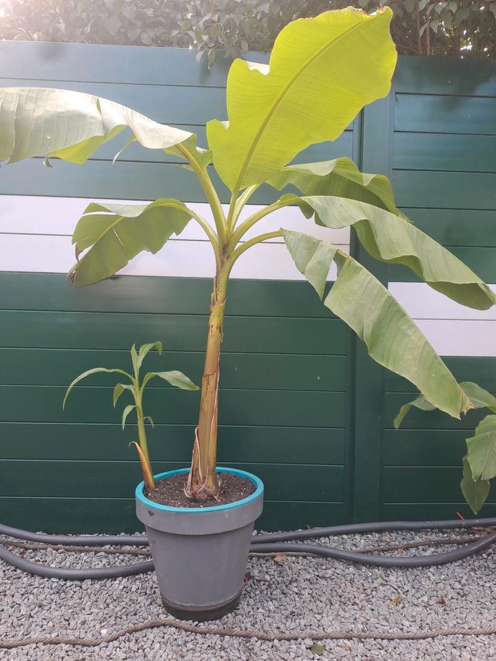 BANANEN Stauden - VB in Geiselhöring