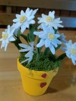 Edelweiss blumen Thüringen - Eisenberg Vorschau