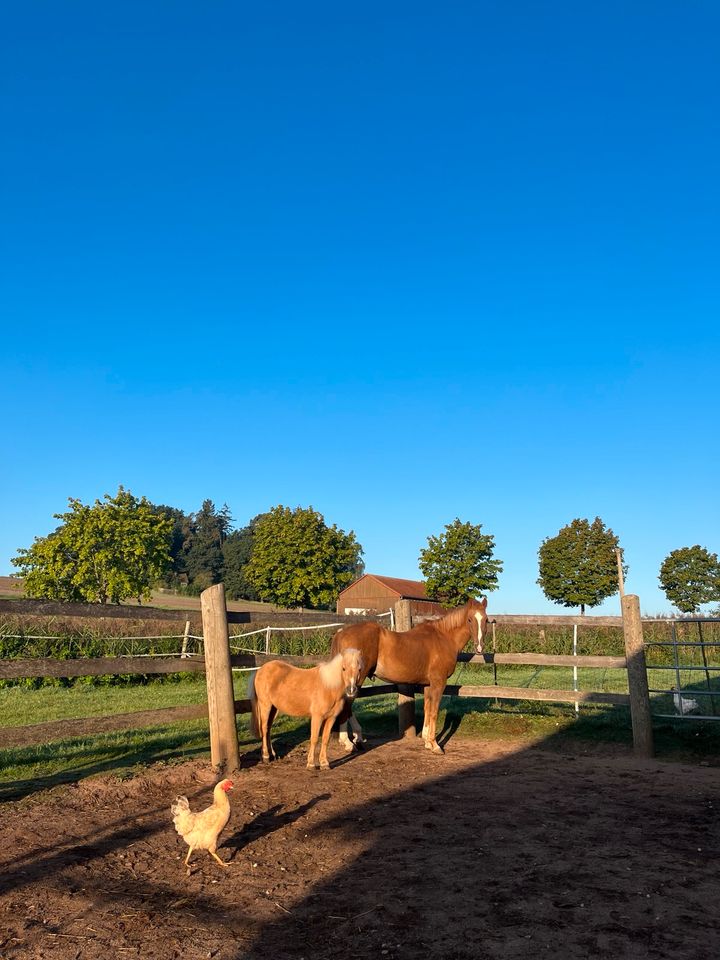 Pflegebeteiligung für 2 Ponys in Ansbach