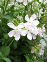 Hellrosa Seifenkraut, Seifenblume Ableger Rhizome Bayern - Fürstenfeldbruck Vorschau