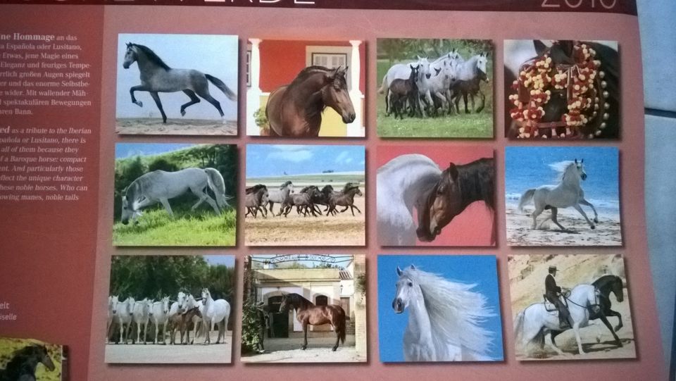 Pferde Foto Kalender großformatig alte Jahrgänge in Oranienburg