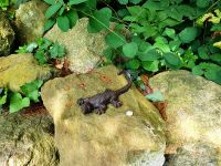 Garderoben-Haken Wandhaken "Gecko/Eidechse" Gusseisen NEU/VERSAND Dresden - Äußere Neustadt Vorschau