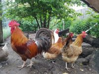 Bruteier vom Triesdorfer Landhuhn Brandenburg - Kloster Lehnin Vorschau