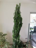 Kaktus mit Blättern Euphorbia grün Hessen - Dipperz Vorschau