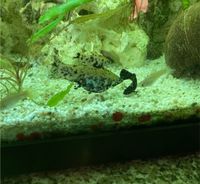 Black Mollys/Dalmatiner Mollys Aquarium Fische Baden-Württemberg - Waldburg Vorschau