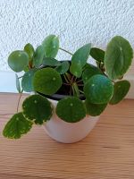 Pilea Glückstaler Ufopflanze diverse Ableger ab 2,50€ Bayern - Glattbach Unterfr. Vorschau