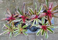 Neoregelia carolinae, Nestananas, Zimmerpflanze, pflegeleicht Nordrhein-Westfalen - Rheurdt Vorschau