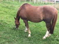 Reit/Pflegebeteiligung auf Welsh Pony Nordrhein-Westfalen - Everswinkel Vorschau