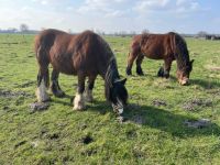 Pflege-/ Reitbeteiligung auf Kaltblut Niedersachsen - Danndorf Vorschau