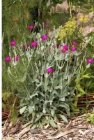 Pflanzen Lychnis coronaria Bayern - Aschaffenburg Vorschau