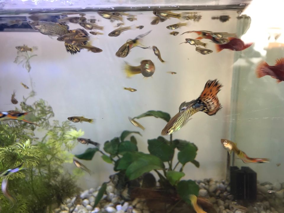 Guppies , Zierfische in Besigheim