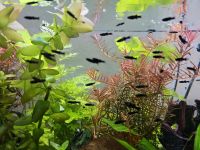 Fische (black mollys babys 50 Cent pro) Nordrhein-Westfalen - Leverkusen Vorschau