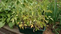 Tomatenpflanzen Sachsen - Limbach-Oberfrohna Vorschau
