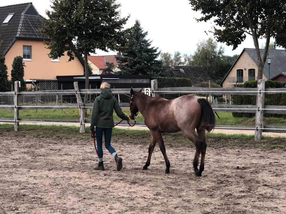 Menschenbezogener Quarter Horse Wallach Bay Roan in Crivitz