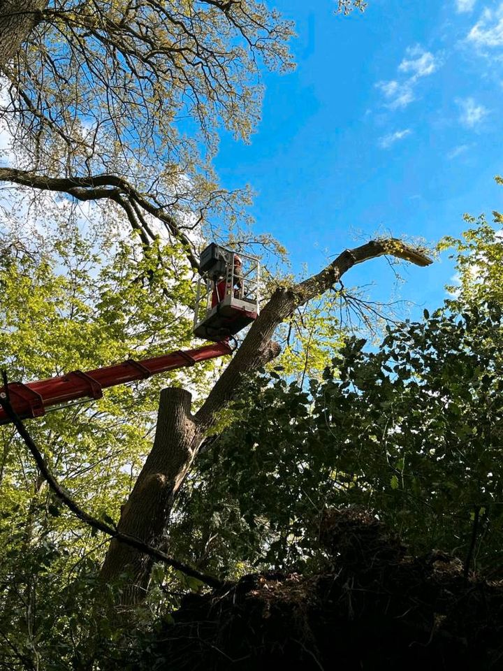 Baumpflege, Baumfällung, Häckseln in Delmenhorst