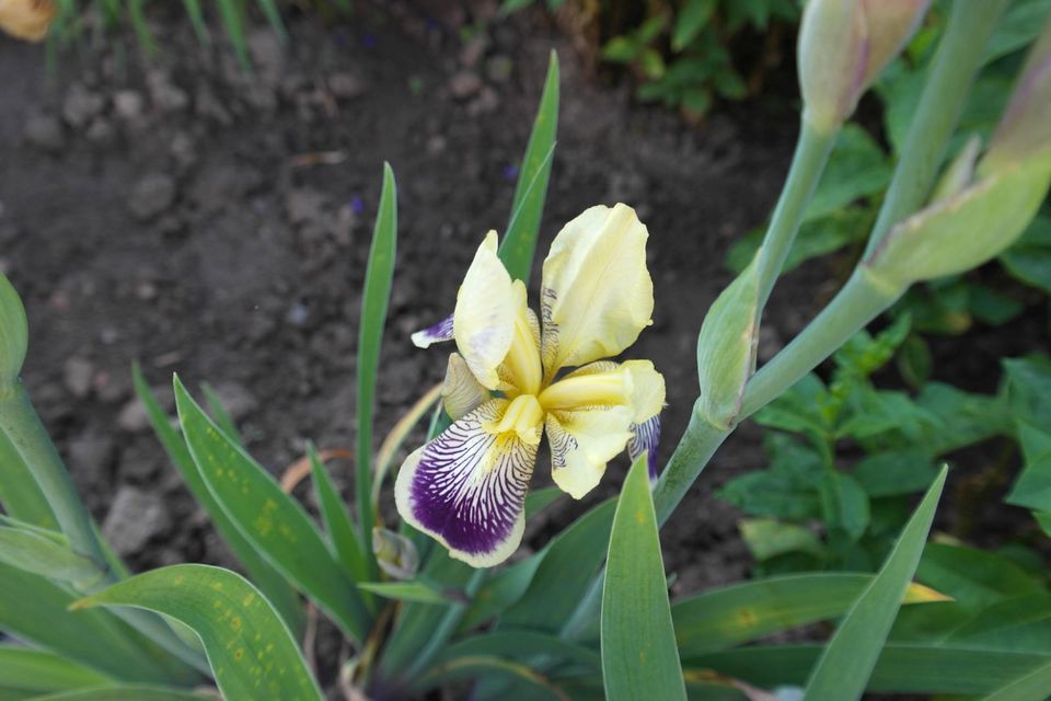 Lilien Pflox Winterastern Maiglöckchen Chilli rot u gelbe Paprika in Künzell