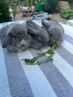 Blauchinchilla Mini Lop Zwergwidder Rammler Sachsen-Anhalt - Seegebiet Mansfelder Land Vorschau