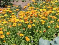 Ringelblume Samen Mischung orange und gelb Hessen - Eltville Vorschau