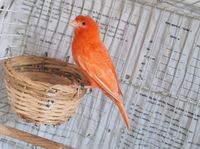 Verkaufe männlichen Kanarienvögel Kreis Pinneberg - Wedel Vorschau