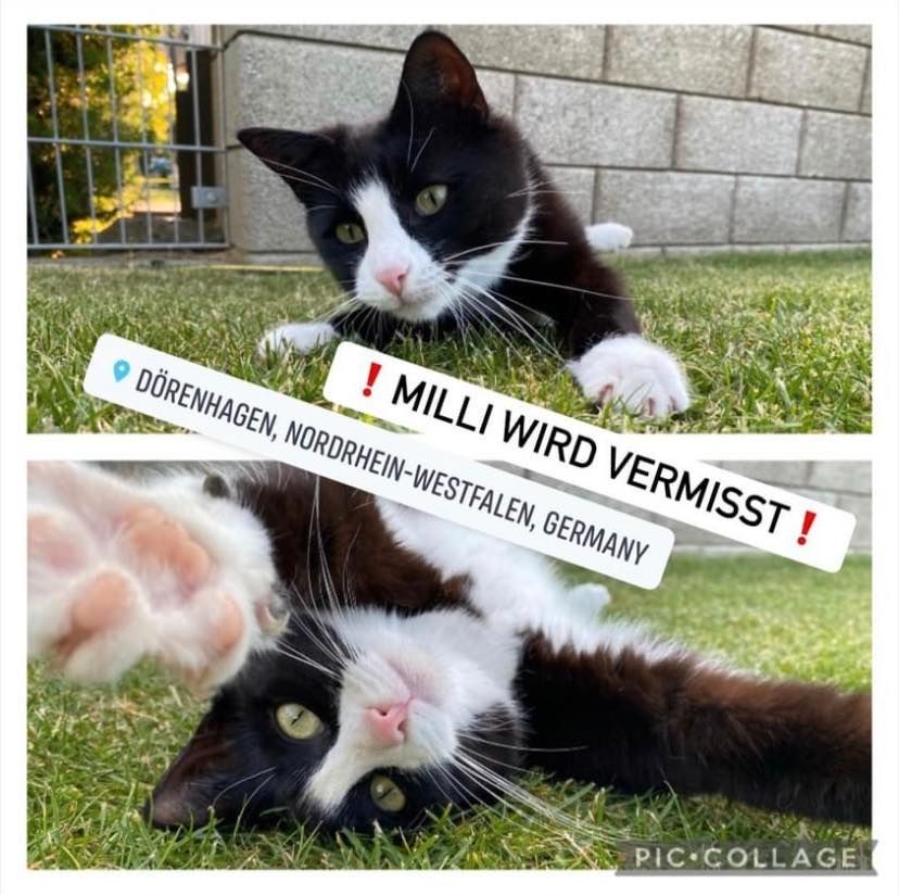Katze Milli in Dörenhagen vermisst! Hoher Finderlohn! in Borchen