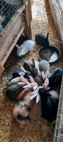 Junge Stallkaninchen, beide Geschlechter, 3 bis 4 Monate alt Bayern - Haldenwang Vorschau