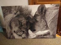 Leinwandbild 120x80 cm Löwe Lion Bild Leinwand Wandbild Fotoprint Bayern - Freising Vorschau