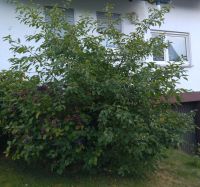 Kirschen spezial Setzlinge Kirschbaum Nordrhein-Westfalen - Remscheid Vorschau
