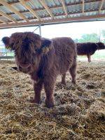 Hochlandrind | Bullenkalb Nordrhein-Westfalen - Paderborn Vorschau