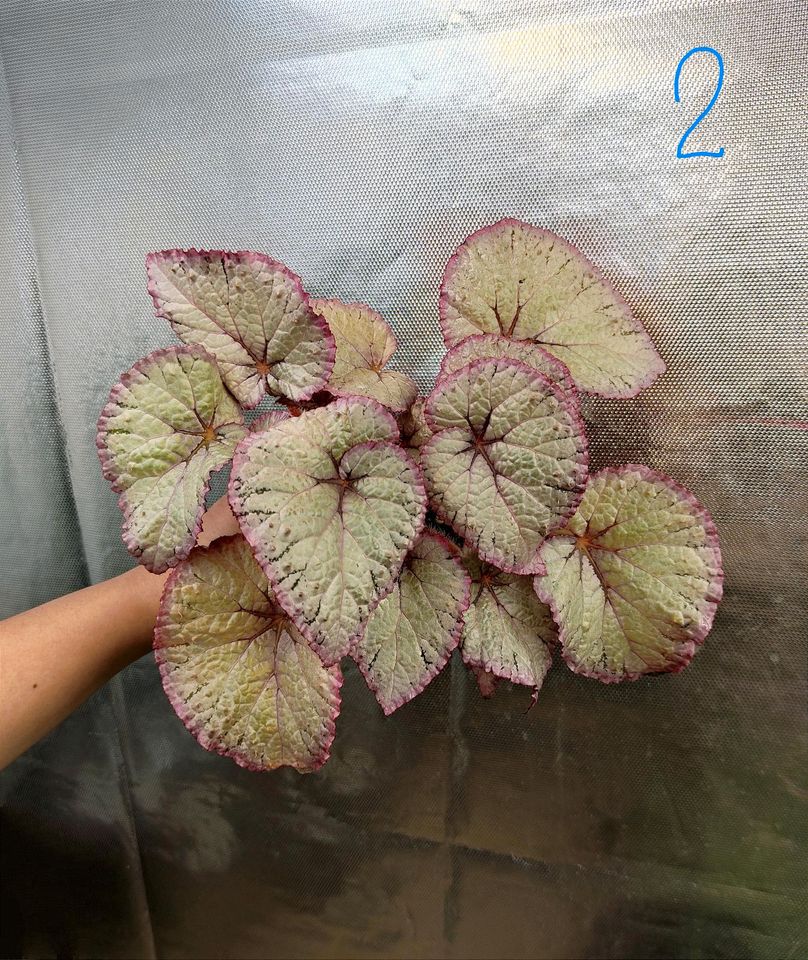 Begonie Begonia Hawaiian Silver in Berlin