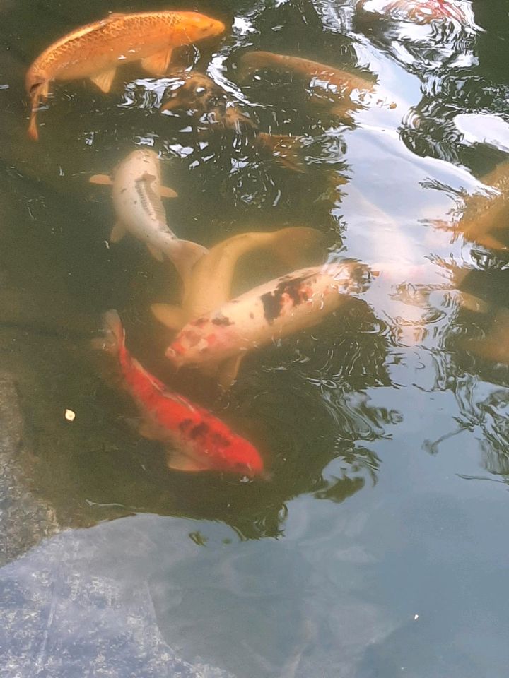 Teich Auflösung mit 17 großen Kois! in Marktheidenfeld