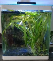 Sehr schönes Aquarium 60l Dennerle Cube Eheim Filter, Seewasserla Hessen - Trebur Vorschau