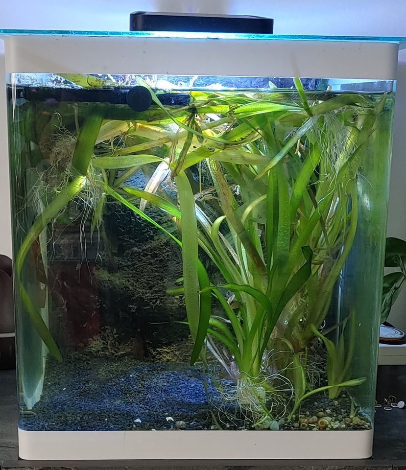 Sehr schönes Aquarium 60l Dennerle Cube Eheim Filter, Seewasserla in Trebur