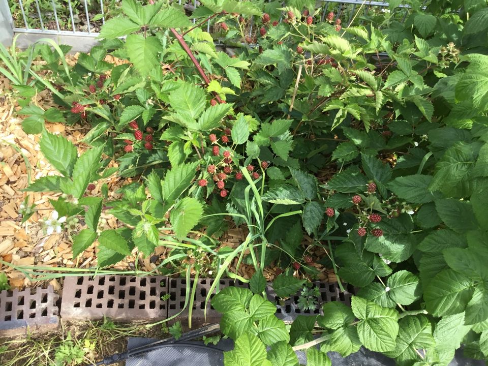 Erdbeeren -Himmbeer -Kräuter Pflanzen Garten in Erkelenz