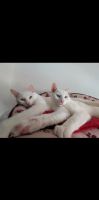 Liebevolles Zuhause für 2 Kater gesucht - Katzen Sachsen - Chemnitz Vorschau