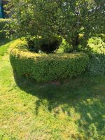 Buschbaum Kugeln sowie Hecke Nordrhein-Westfalen - Eslohe Vorschau