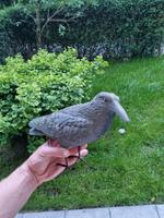 Deko Rabe Kostenlos Leipzig - Meusdorf Vorschau