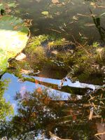 Wasserpest Baden-Württemberg - Oberriexingen Vorschau