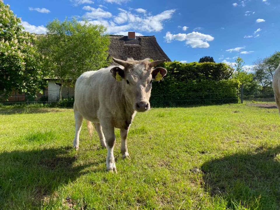 Dexter Rind gehörnt, Färse Kuh, Farbe: dun (grau), einjährig in Herrnburg