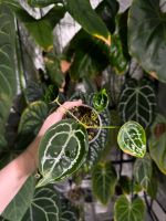 Anthurium forgetii x self Thüringen - Walschleben Vorschau