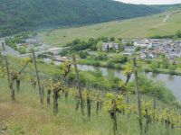 Weingut -Weinberge - Weinbergbrache in Raum Zell Mosel gesucht Rheinland-Pfalz - Zell (Mosel) Vorschau