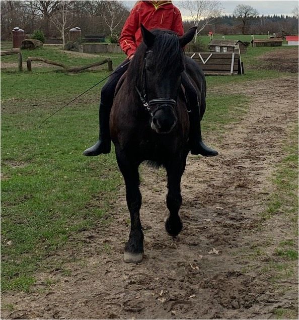 Reitbeteiligung in Todesfelde