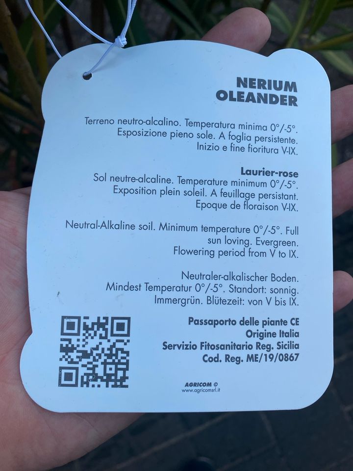 Nerium Oleander multicolor in Mönchengladbach