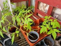Tomatenpflanzen Riesentomaten Fleischtomaten Niedersachsen - Bockenem Vorschau
