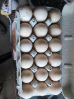 Enten Eier zum ausbrüten Hessen - Bürstadt Vorschau
