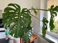 Monstera groß Fensterblatt Zimmerpflanze Sachsen - Ottendorf-Okrilla Vorschau