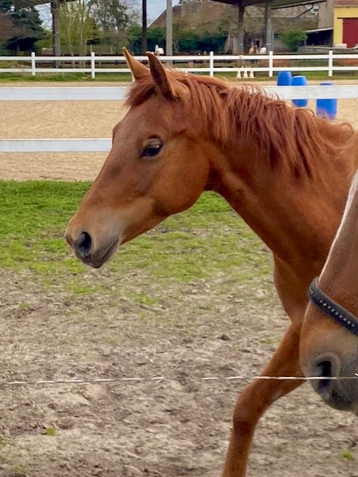 Quarter Horse, wunderschöne Ausnahmestute direkt vom Züchter in Gladigau